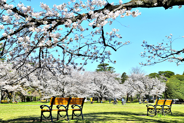 小金井公園